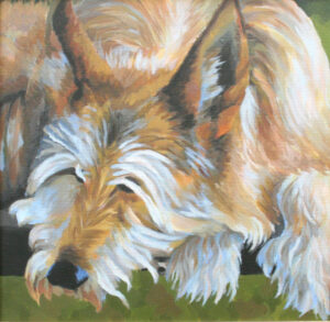 Feather (Berger Picard)